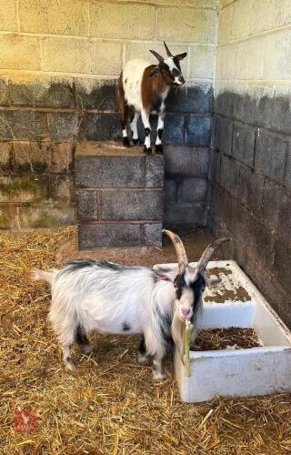 2 PYGMY GOATS - BIDS PER LIFE