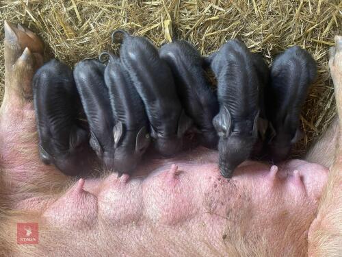 3 LARGE BLACK X GOS BOAR WEANERS - BIDS PER LIFE