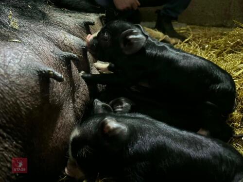 4 PEDIGREE BERKSHIRE BOAR WEANERS - BIDS PER LIFE