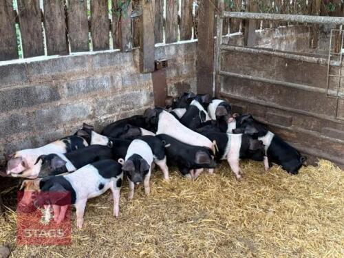 4 8WO BOAR SADDLEBACK WEANERS - BIDS PER LIFE