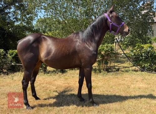 4YO 15.1HH THOROUGHBRED GELDING