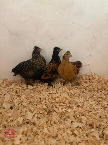3 UNSEXED ARAUCANA X BANTAMS - BIDS PER LIFE