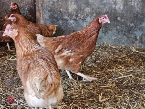 6 POL BOVANS BROWN PULLETS - BIDS PER LIFE
