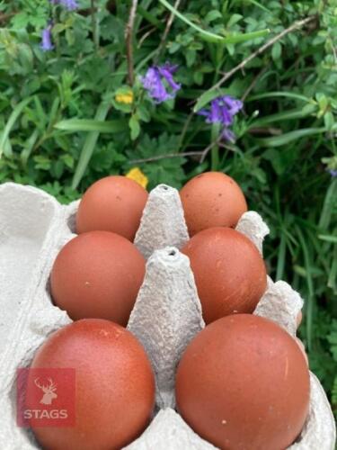 6 COPPER MARAN HATCHING EGGS - BIDS FOR THE GROUP