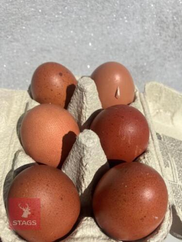 6 COPPER MARAN X HATCHING EGGS - BIDS FOR THE GROUP