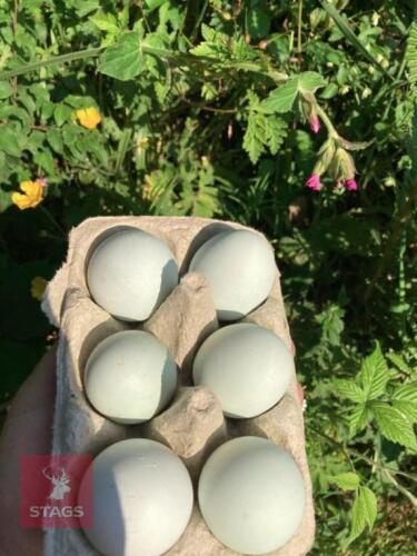 6 CREAM LEGBAR HATCHING EGGS - BIDS FOR THE GROUP