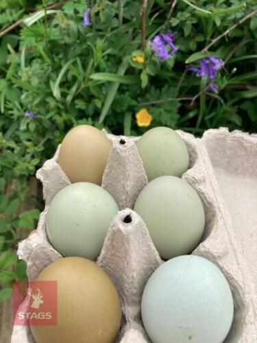6 OLIVE EGGER X HATCHING EGGS - BIDS FOR THE GROUP