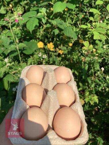 6 RHODE ISLAND RED BANTAM HATCHING EGGS - BIDS FOR THE GROUP