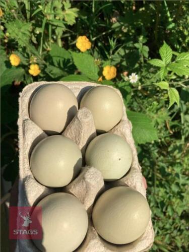 6 GREEN EGGERS HATCHING EGGS - BIDS FOR THE GROUP