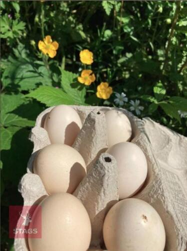 6 BUFF PEKIN HATCHING EGGS - BIDS FOR THE GROUP