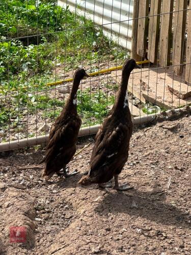 2 FEMALE CHOCOLATE BIBBED INDIAN RUNNERS - BIDS PER LIFE