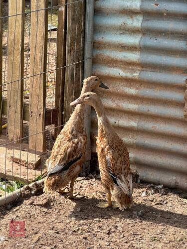 2 FEMALE INDIAN RUNNERS - BIDS PER LIFE