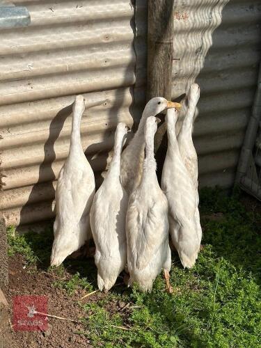 2 WHITE INDIAN RUNNERS - BIDS PER LIFE
