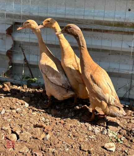 TRIO OF BUFF INDIAN RUNNERS - BIDS PER LIFE