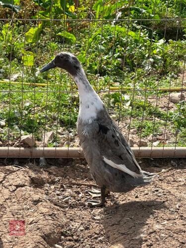 FEMALE BLUE AND WHITE INDIAN RUNNER