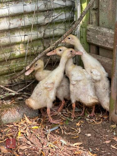 2 FEMALE WHITE INDIAN RUNNERS - BIDS PER LIFE
