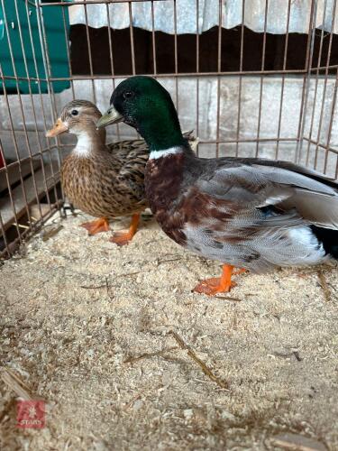 PAIR OF DARK SILVER CALL DUCKS - BIDS PER LIFE