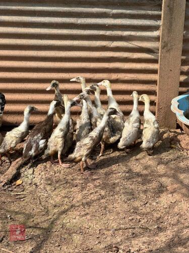 2 FEMALE FAWN AND WHITE RUNNER DUCKS - BIDS PER LIFE