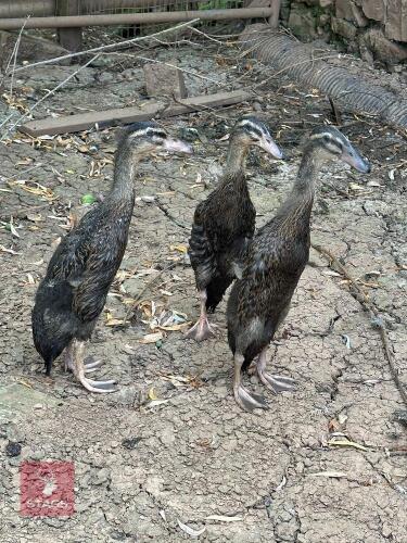 2 FEMALE MALLARD INDIAN RUNNERS - BIDS PER LIFE