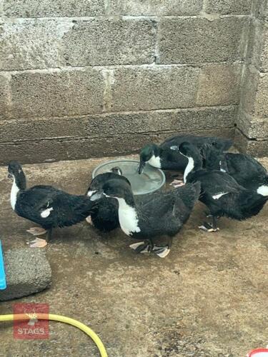PAIR OF SWEDISH BLACK DUCKS - BIDS PER LIFE