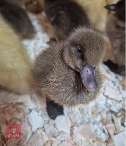 6 UNSEXED KHAKI CAMPBELL DUCKLINGS - BIDS FOR THE GROUP