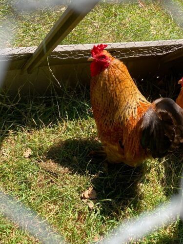 PAIR OF POLISH X AND BUFF PEKIN - BIDS PER LIFE