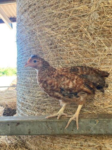 5 CREAM LEGBAR PULLETS - BIDS PER LIFE