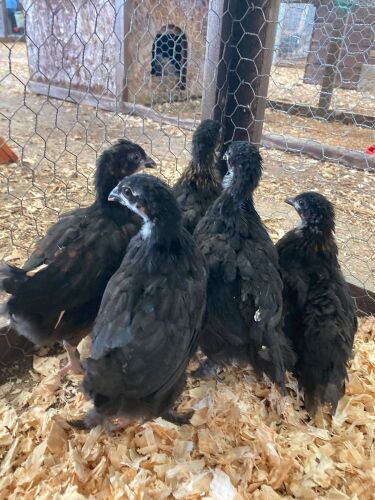 5 COPPER MARAN PULLETS - BIDS PER LIFE