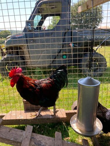 PAIR OF COPPER MARAN HYBRIDS - BIDS PER LIFE