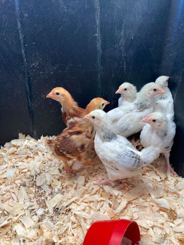8 BANTAM CHICKS - BIDS FOR THE GROUP