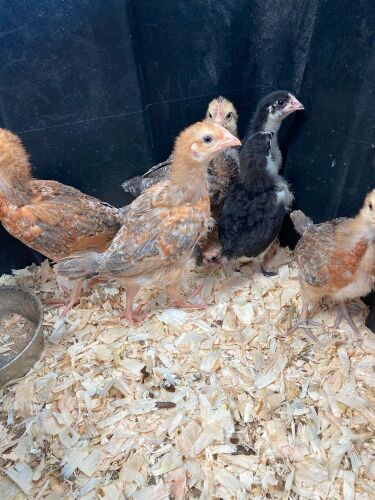 6 UNSEXED RAINBOW CHICKS - BIDS FOR THE GROUP
