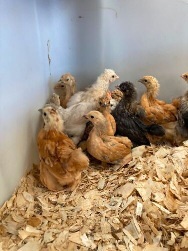 15 BUFF PEKIN X SILKIE & POLISH X CHICKS - BIDS FOR THE GROUP