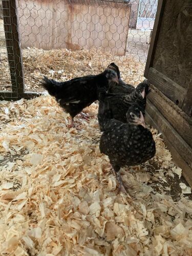 5 OLIVER EGGERS PULLETS - BIDS PER LIFE