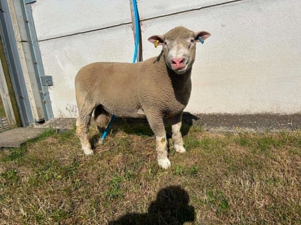 PEDIGREE POLL DORSET SHEARLING RAM