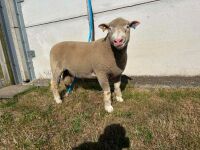 PEDIGREE POLL DORSET SHEARLING RAM