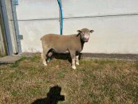 PEDIGREE POLL DORSET SHEARLING RAM - 2