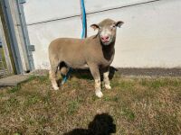 PEDIGREE POLL DORSET SHEARLING RAM - 4