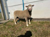 PEDIGREE POLL DORSET SHEARLING RAM - 5