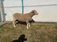 PEDIGREE POLL DORSET SHEARLING RAM - 6