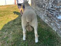 PEDIGREE POLL DORSET SHEARLING RAM - 7