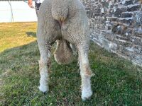 PEDIGREE POLL DORSET SHEARLING RAM - 8
