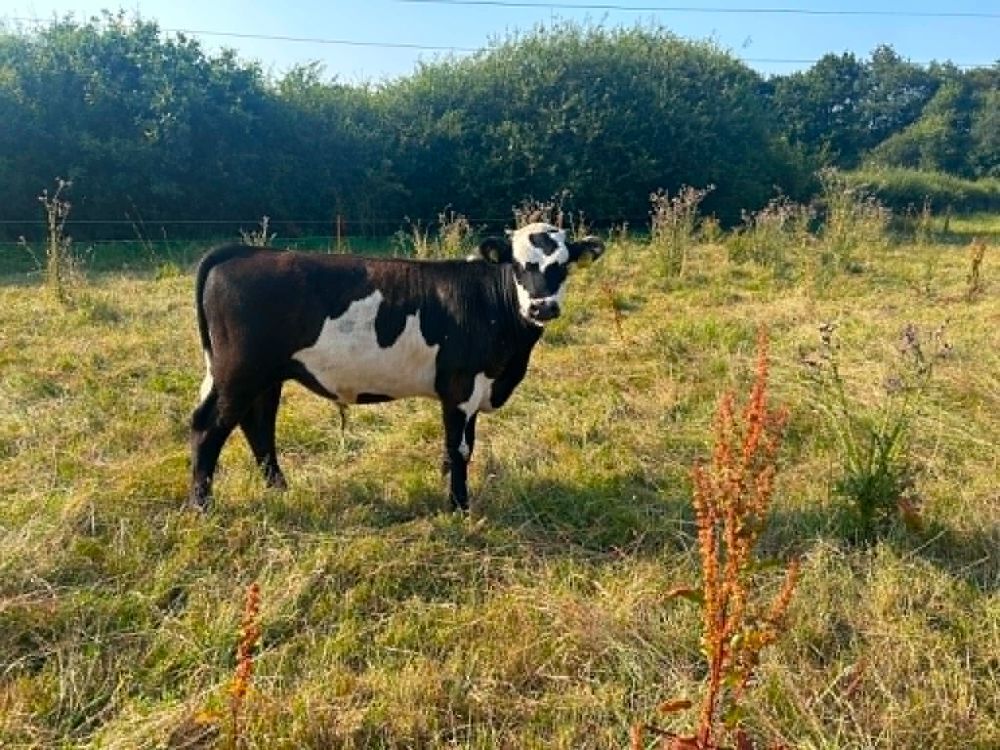 5MO HEREFORD STEER