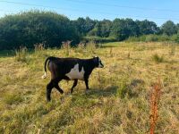 5MO HEREFORD STEER - 2