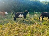 5MO HEREFORD STEER - 3