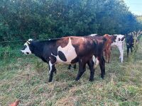 5MO HEREFORD STEER - 5