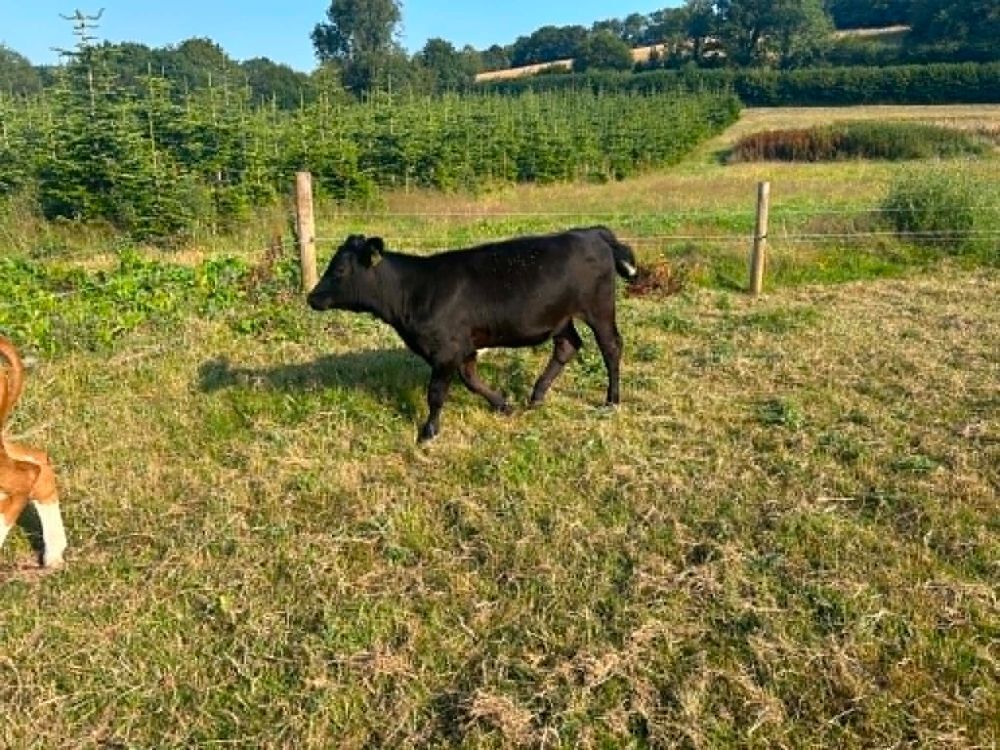 5MO LIMOUSIN HEIFER