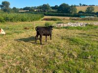 5MO LIMOUSIN HEIFER - 2
