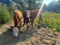 3 X 4MO HEREFORD HEIFERS - BIDS PER LIFE