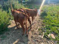 3 X 4MO HEREFORD HEIFERS - BIDS PER LIFE - 2