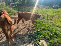 3 X 4MO HEREFORD HEIFERS - BIDS PER LIFE - 3